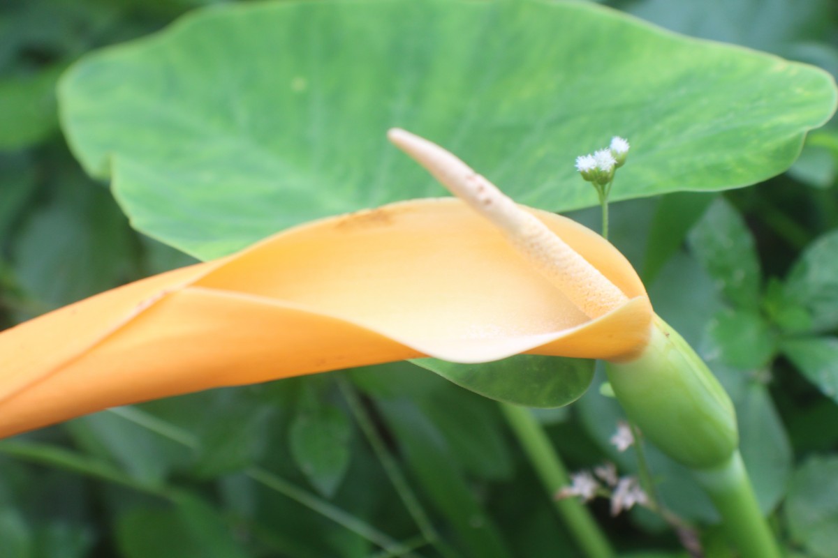 Colocasia esculenta (L.) Schott